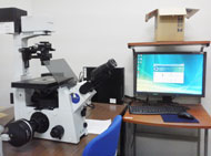 蛍光顕微鏡（IX71 オリンパス社製）